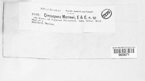 Passalora merrowii image